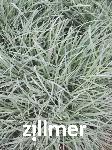Carex flacca 'Blue Zinger' -1-