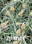 Carex flacca 'Blue Zinger' -2-