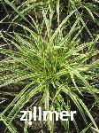 Carex foliosissima VANILLA ICE 'vanice'