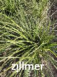Carex lenta ' Osaka'