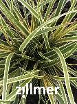 Carex morrowii 'Everglow'-S-