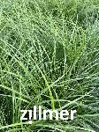 Carex muricata 'Weinheim Light Green'