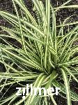 Carex oshimensis 'Ice Cream'