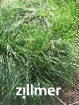 Deschampsia cespitosa 'Waldschrat'