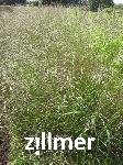 Eragrostis curvula 'Totnes Burgundy' -2-