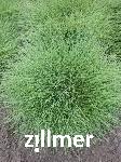 Festuca 'Lechwasser'