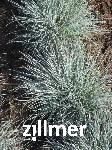 Festuca cinerea 'Blauglut'
