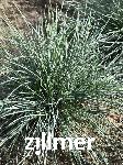 Festuca cinerea 'Cool as Ice'