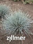 Festuca cinerea 'Elijah Blue'