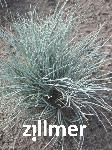 Festuca cinerea 'Silberreiher'
