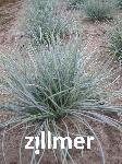 Festuca valesiaca 'Silbersee'