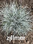 Festuca valesiaca 'Zwergenkoenig'