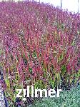 Imperata cylindrica 'Red Baron'