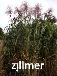 Miscanthus giganteus 'Meidl'