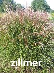 Miscanthus sinensis 'Aperitif'