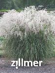 Miscanthus sinensis 'Champagner'