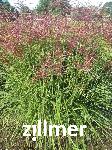Miscanthus sinensis 'China'