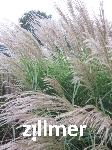 Miscanthus sinensis 'Federweisser'