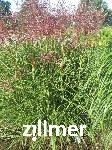 Miscanthus sinensis 'Ferner Osten'