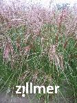 Miscanthus sinensis 'Flamingo'
