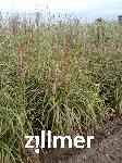 Miscanthus sinensis 'Flammenmeer'