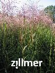 Miscanthus sinensis 'Ghana'