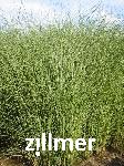 Miscanthus sinensis 'Gracillimus'