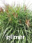 Miscanthus sinensis 'Grosse Fontaene'