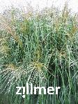Miscanthus sinensis 'Hermann Muessel'