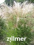Miscanthus sinensis 'Kleine Fontaene'
