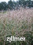 Miscanthus sinensis 'Kleine Silberspinne'