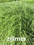 Miscanthus sinensis 'Little Zebra' -S-