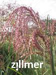 Miscanthus sinensis 'Makramee'