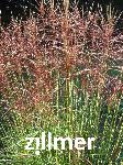 Miscanthus sinensis 'Nippon'