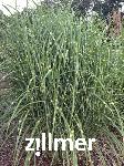 Miscanthus sinensis 'Puenktchen'