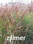 Miscanthus sinensis 'Roter Pfeil'