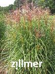 Miscanthus sinensis 'Rotsilber'