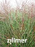 Miscanthus sinensis 'Sarabande'