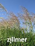 Miscanthus sinensis 'Silberfeder'