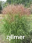 Miscanthus sinensis 'Silberspinne'