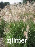 Miscanthus sinensis 'Verneigung'