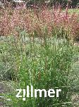 Miscanthus sinensis 'Versammlung'