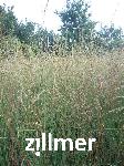 Molinia arundinacea 'Skyracer'