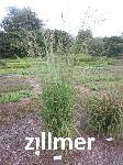Molinia arundinacea 'Windspiel'