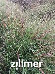 Panicum virgatum 'Haense Herms'
