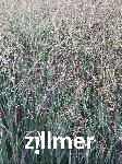 Panicum virgatum 'Heiliger Hain'