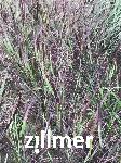 Panicum virgatum 'JS Blue Darkness' -S-