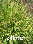 Pennisetum alopecuroides 'Hameln Gold'