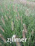 Pennisetum alopecuroides 'Japonicum'