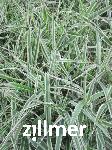 Phalaris arundinacea 'Dwarf Garters'